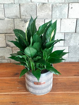 Boho Peace Lily Blossoms