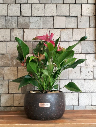 EverBloom Flamingo Lily