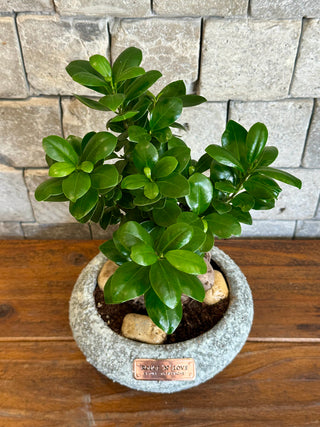 Ginseng Belle Bonsai