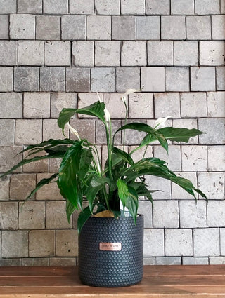 Peace Lily Delight