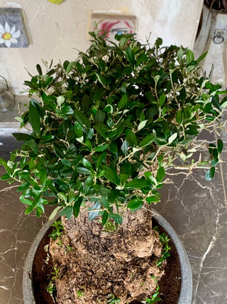 Sacred Roots: The Ancient Majestic Olive Bonsai