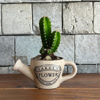 Mini Cactus Joy