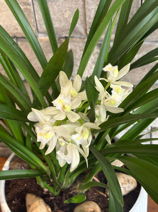 Pure Grace Cymbidium Orchids