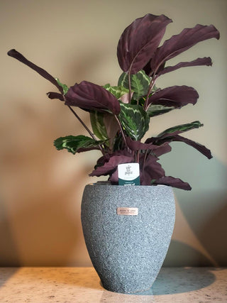 Rose Painted Calathea