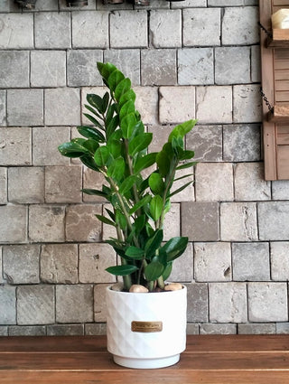 Zamia Gem Petite