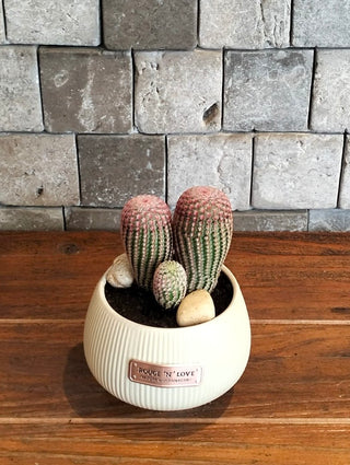 Rainbow Cactus Joy