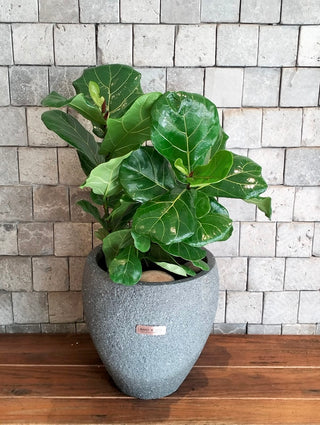 The Fiddle Leaf & Luxe