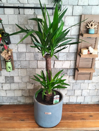 Golden Spear Yucca