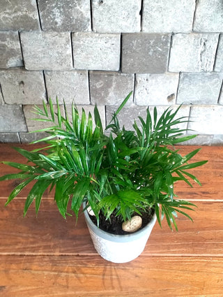 Parlor Palm Petite