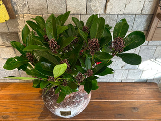 ‘Rustic-Chic’ Hybrid Japanese Scented Skimmia