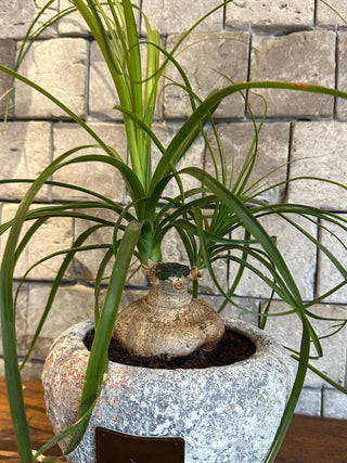 Ponytail Palm Bonsai