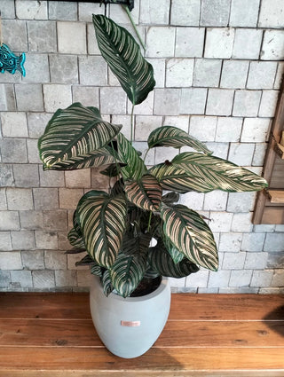 Pink Breeze Calathea