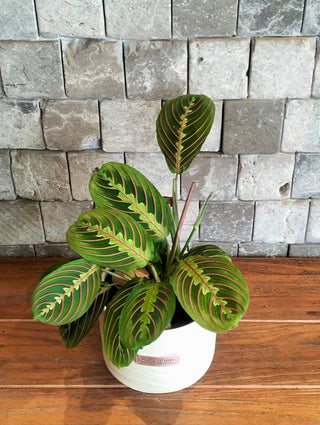 ColorBurst Calathea Gem