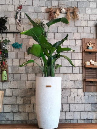 Banana Tropica