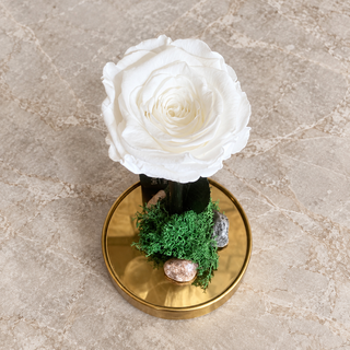 WHITE ∞ GOLD