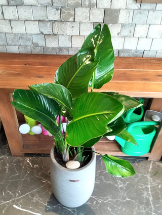 Banana Grove