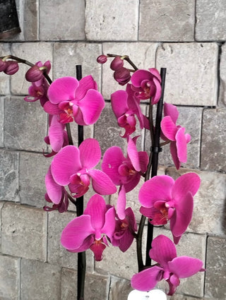 Améline Orchid
