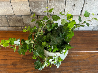 Mini Sweetheart English Ivy, Hedra Helix