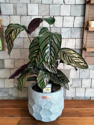Pink Breeze Calathea
