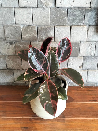Vivid Trio Ruby Rubber