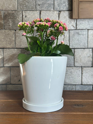 Sugar Pink Kalanchoe