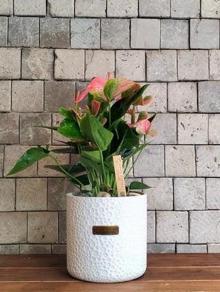 Blush Muse Flamingo Lily