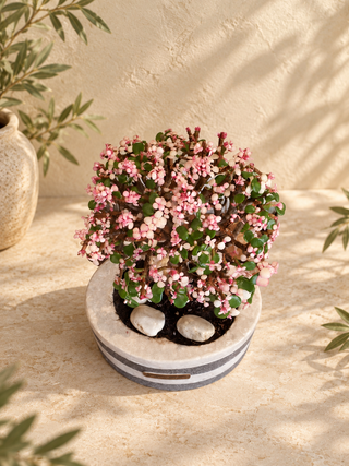 Pink Jade Bonsai · Marble