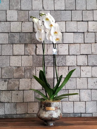 Eclipse Moon Orchids