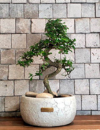 Fukien Tea Carmona Bonsai