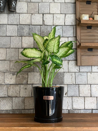 dieffenbachia maria Exotic Lime Dieffenbachia Dumbcane Indoor Plant. High Quality Indoor Planter. Best Air-Purifying Tall Large Indoor House Plants – ROUGE 'N' LOVE ™
