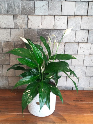 The Pure Lily