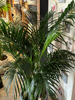 Golden Butterfly Palm Areca