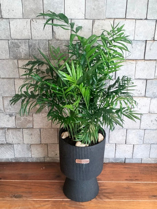 Lush Palm Luxe