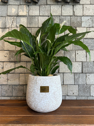 Pretty Peace Lily Blooms