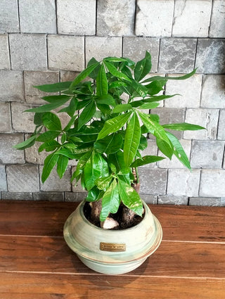 Fortuna Grove Bonsai | MoneyTree