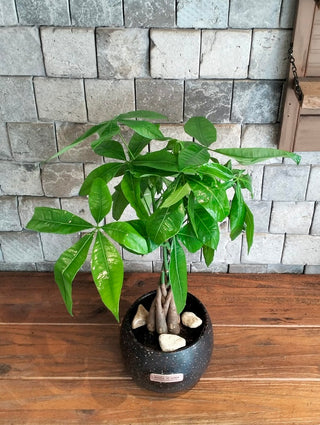 EverLuck MoneyTree