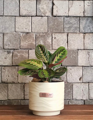 ColorBurst Calathea Gem
