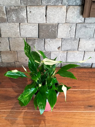 Fresh Aura Lily Petite