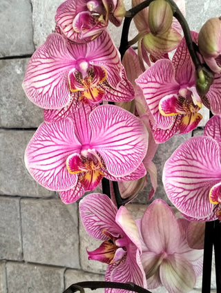 Floréa Orchid