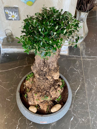 Sacred Roots: The Ancient Majestic Olive Bonsai