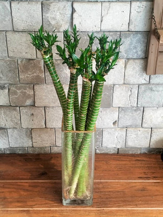 Lotus Bamboo Stalks
