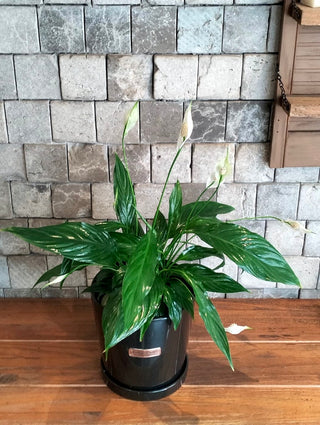 Peace Lily Bliss