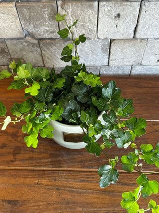 Mini Sweetheart English Ivy, Hedra Helix