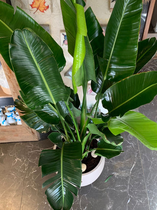 Banana Leaves Tropica