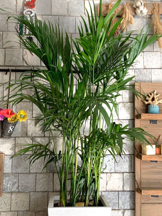 Golden Butterfly Palm Delight