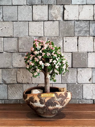 Pink Jade Bonsai · Héritage