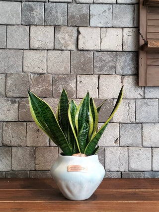 Bright Snake Plant