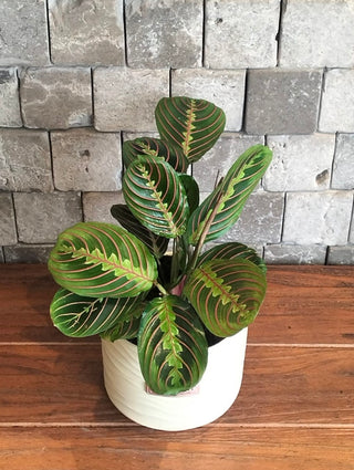ColorBurst Calathea Gem