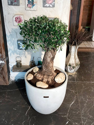 Eterna™ Olive Bonsai – Signature Edition