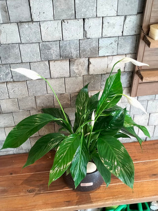 Lily of Peace